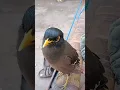 Download Lagu Burungnya bertingkah seperti bayi yang sedang menangis😂😂!!!#burung #menangis