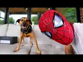 EPIC SPIDER-MAN SURPRISE