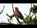 Download Lagu One Hour Relaxing Birdsong: Song Thrush