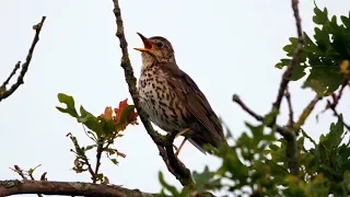 One Hour Relaxing Birdsong Song Thrush  One Hour Relaxing Birdsong Song Thrush