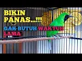 AUTO NYAUT...!!! PANCINGAN BURUNG CUCAK IJO YANG MALES BUNYI,MACET BUNYI AGAR GACOR KEMBALI.