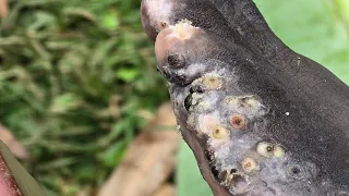 Fat jiggers removed - see long riseupsociety net ruskenya org