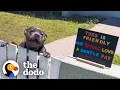 Download Lagu Pittie Patiently Waits By The Fence Each Morning To Greet His Neighbors | The Dodo