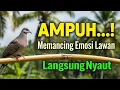 Download Lagu Suara Burung Derkuku Gacor Sangat Ampuh Untuk Pancingan Dan Pikat Tekukur Liar