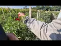 BRILLIANT FARMING IDEA THIS CHILI HARVEST IS INCREDIBLY SATISFYING - Agricultural Farming