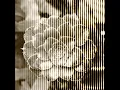 Strange Blooms I - The Resilience of Roots