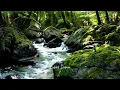 Download Lagu AMPUH ❗ MASTERAN \u0026 Suara air sungai untuk terapi burung stress - Relaksasi Burung - Sahabat Berkicau