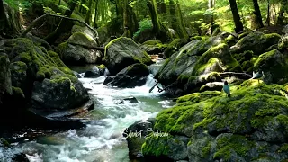 ampuh masteran u0026 suara air sungai untuk terapi burung stress relaksasi burung sahabat berkicau