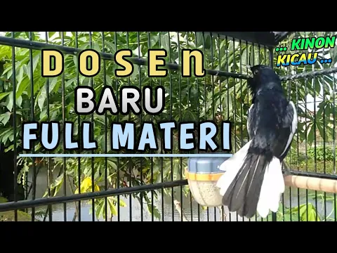 Suara Kacer Full Materi Ngeri Calon Dosen Baru