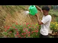 Harvesting Pomelos – Taking Them to Market – An Orphaned Young Man’s Journey