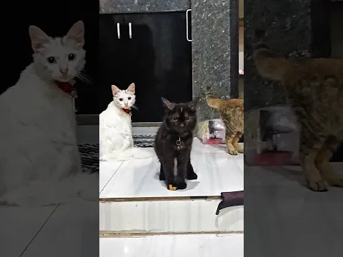 Makan malam