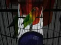 Download Lagu Love bird paud fighter durasi mewah 1menit up usia 6.5 bln \