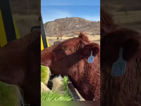 El método secreto de los granjeros para alimentar a las vacas #DairyCows #fyp #foryou