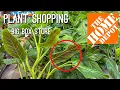 Download Lagu Philodendron Subhastatum at the Home Depot! NEW Philodendron from Vigoro