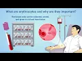Understanding Erythropoiesis