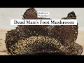 Dead Mans Foot Mushroom - Pisolithus arrhizus AKA The Dye Ball Dog Turd Fungi