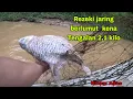 Download Lagu JARING BERLUMUT TAPI IKAN YANG KENA PADU-PADU SAIZNYA