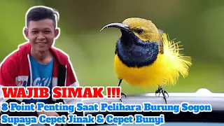 Download Pemula WAJIB tau !!! Ada 8 POINT PENTING saat pelihara SOGON supaya cepet GACOR \u0026 FIGHTER MP3