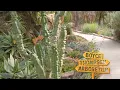 It s All About Blooms in Superior s Boyce Thompson Arboretum Trail Mix d