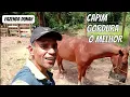 Download Lagu CAPIM GORDURA OMELHOR PARA ENGORDAR CAVALO 😃#fazenda #cavalos #animais #carneiros
