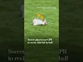 Soccer players use CPR to revive bird hit by ball