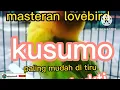 Download Lagu Masteran lovebird kusumo 1 jam full //lovebird konslet