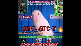 Download LB FIGHTER ALBINO MM||Lovebird fighter milik H.AAM BOTAX beraksi di gantangan KOPDAR PG SF feat MPB🔥 MP3