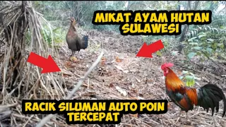 pikat ayam betina andalan vs ayam hutan sulawesi 