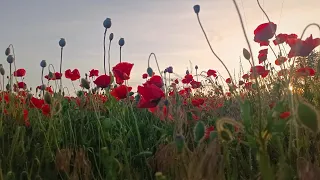 ivid Red Poppies at Sunset Golden Light 4K Color Therapy 1 Hour Silence Restore