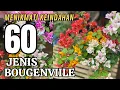 60 JENIS BOUGENVILLE