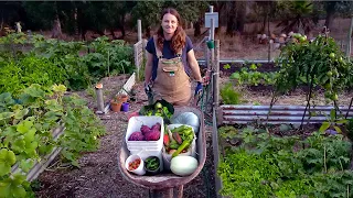 The 3 Busiest Months Growing Your Own Food – Free Range Homestead Ep 45