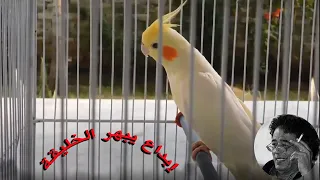 إبداع يبهر الخليقة مرحبتين اهلا ياحبيب دندنها