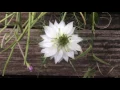 White & Blue Nigella Damascena (Love-In-The-Mist) Flowers In Garden #Nigella #damascena #gardening