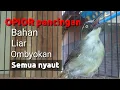 Download Lagu Ampuh! Opior paruh tebal untuk semua bahan ombyokan