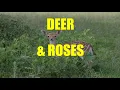 How to Keep Deer From Eating Roses
