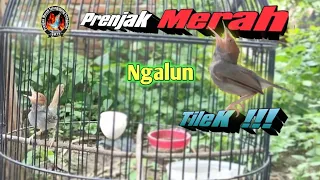 prenjak merah ngalun lagu tilek lagu utama yang di cari saat lomba 