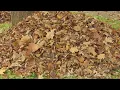 What You Need To Know About Leaf Disposal