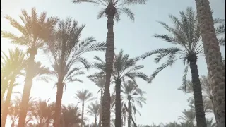هو نفس الشوق   انغام دندنها