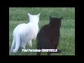 Paul Partohap-CANDYRELLA