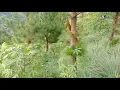Lagu Suasana hutan kihiang ketika siang hari guyss suasana nya sangat enaken pisan