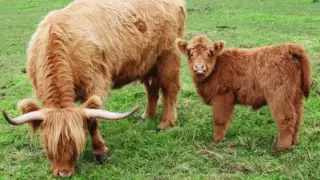 women breastfeeding animals is wrong