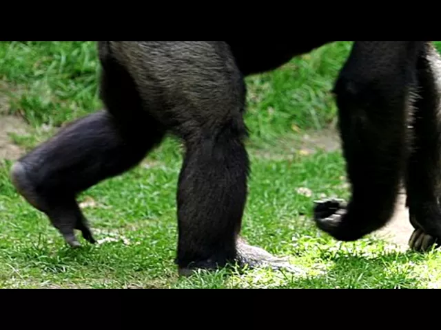 Discover The Hidden Genius Of Knuckle Walking Evolutions Astonishing Creation - nkskt2q