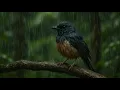 Download Lagu Suara air hujan dan kicauan burung murai yang damai dan tenang