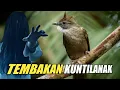 Download Lagu MASTERAN CUCAK JENGGOT SUARA KUNTILANAK JERNIH DURASI PANJANG