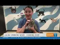 Humane Ohio needs kitten food