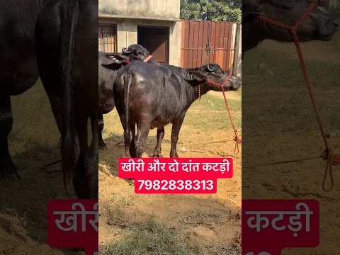 छोटे सींग की 2 Beautiful Murrah Heifer, बिक्री के लिए || Kodan Dairy Farm Kablana (7982838313)