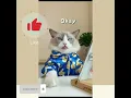 Download Lagu kumpulan Video Tik tok kucing lucu masak (Thalittle puff)!! ||Siti Rachel