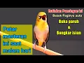 Download Lagu PLECI GACOR suara Ngalas! BURUNG PLECI Mriwik Gacor merangsang PLECI BAHAN ikut mriwik sampai BUKPAR