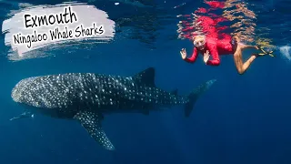 E80 – Diving With Ningaloo Reef Whale Sharks and the Exmouth Navy Pier