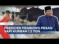 Download Lagu Presiden Prabowo Pesan Sapi Kurban Seberat 1,2 Ton Asal Sragen